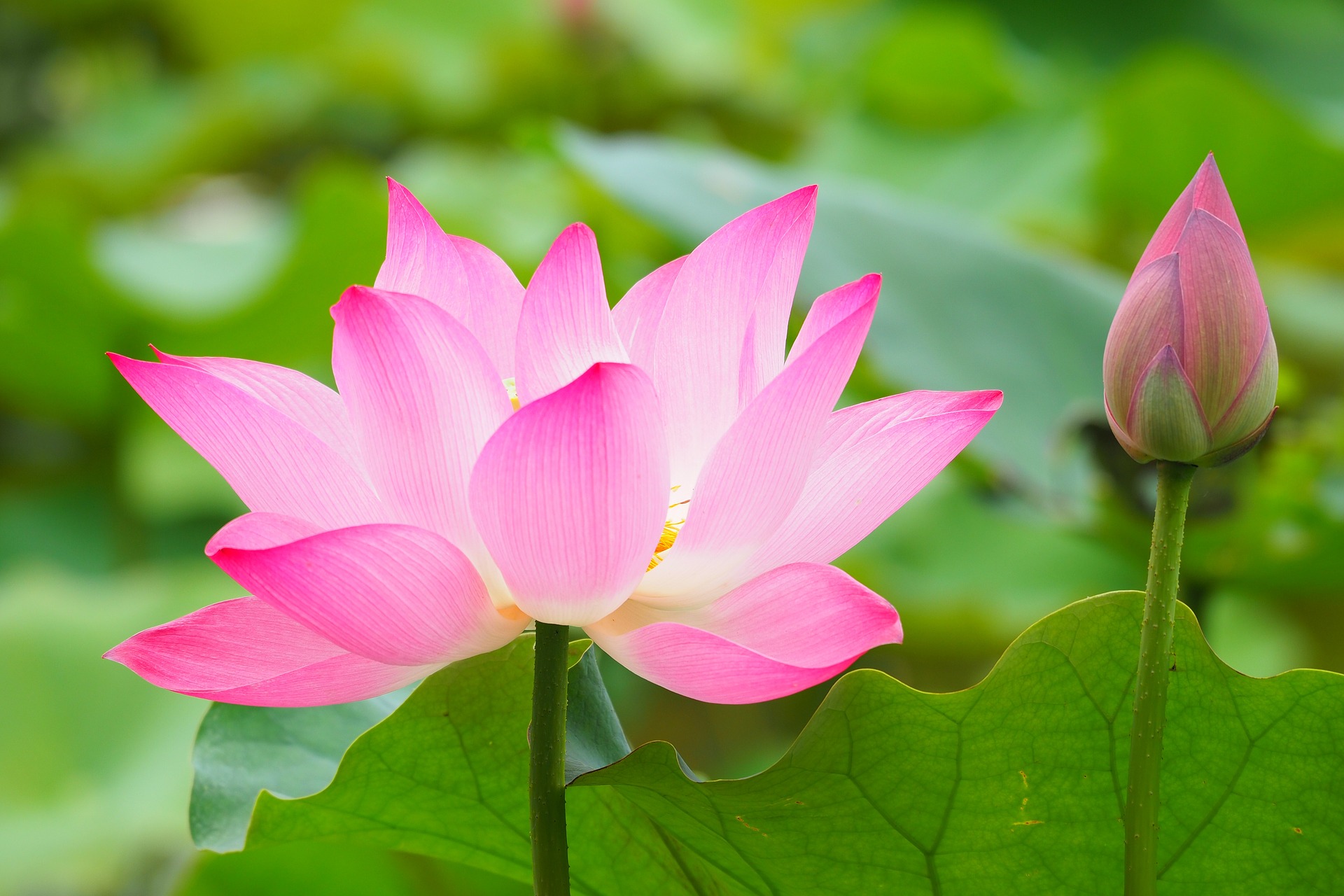 botanical-garden-2844202_1920