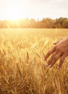 Lughnasadh