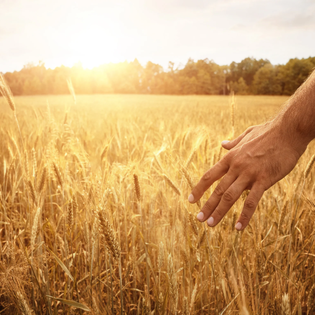 Lughnasadh feiern: Getreide ernten, Brot backen
