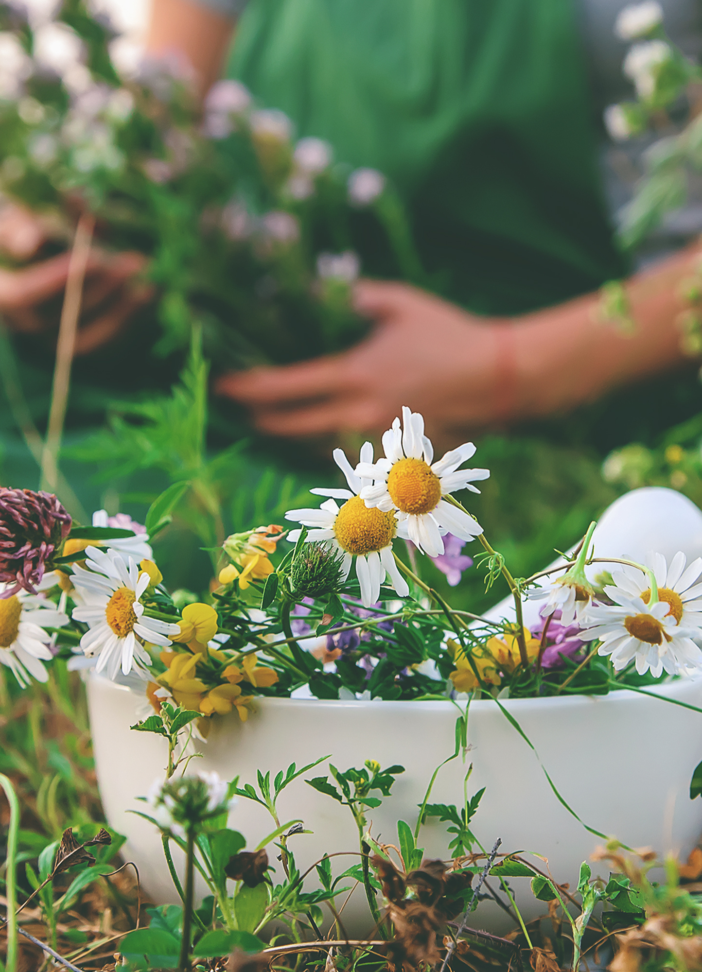 Lughnasadh feiern: Kräuter sammeln