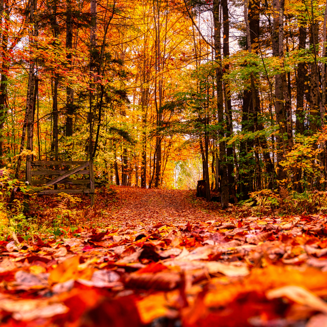 Mabon feiner: Herbstspaziergang