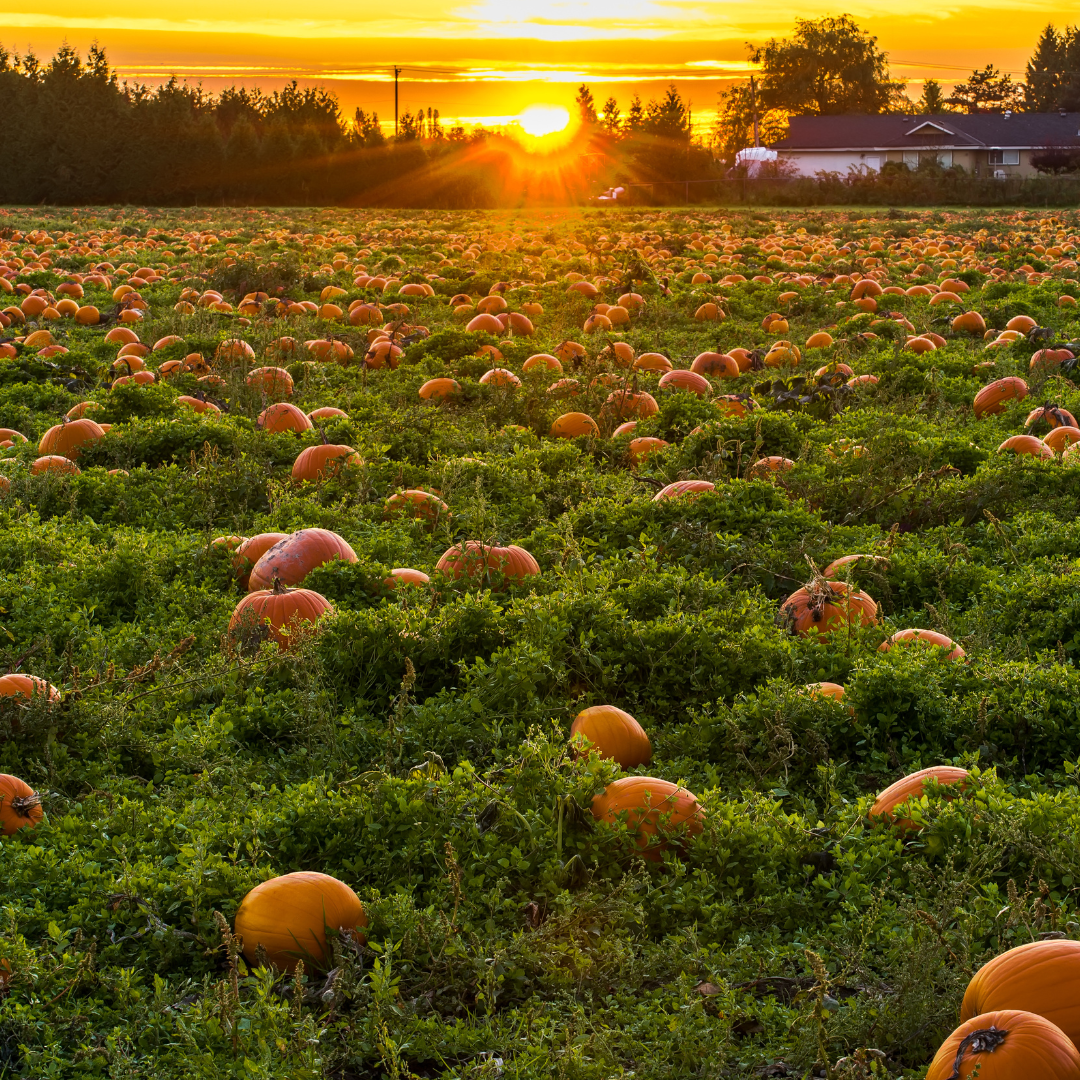 Kürbisfeld
