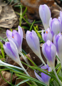 Die Kraft der Jahreszeiten: Frühling