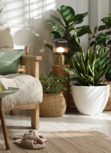 Verbinden mit der Natur: Zimmerpflanzen