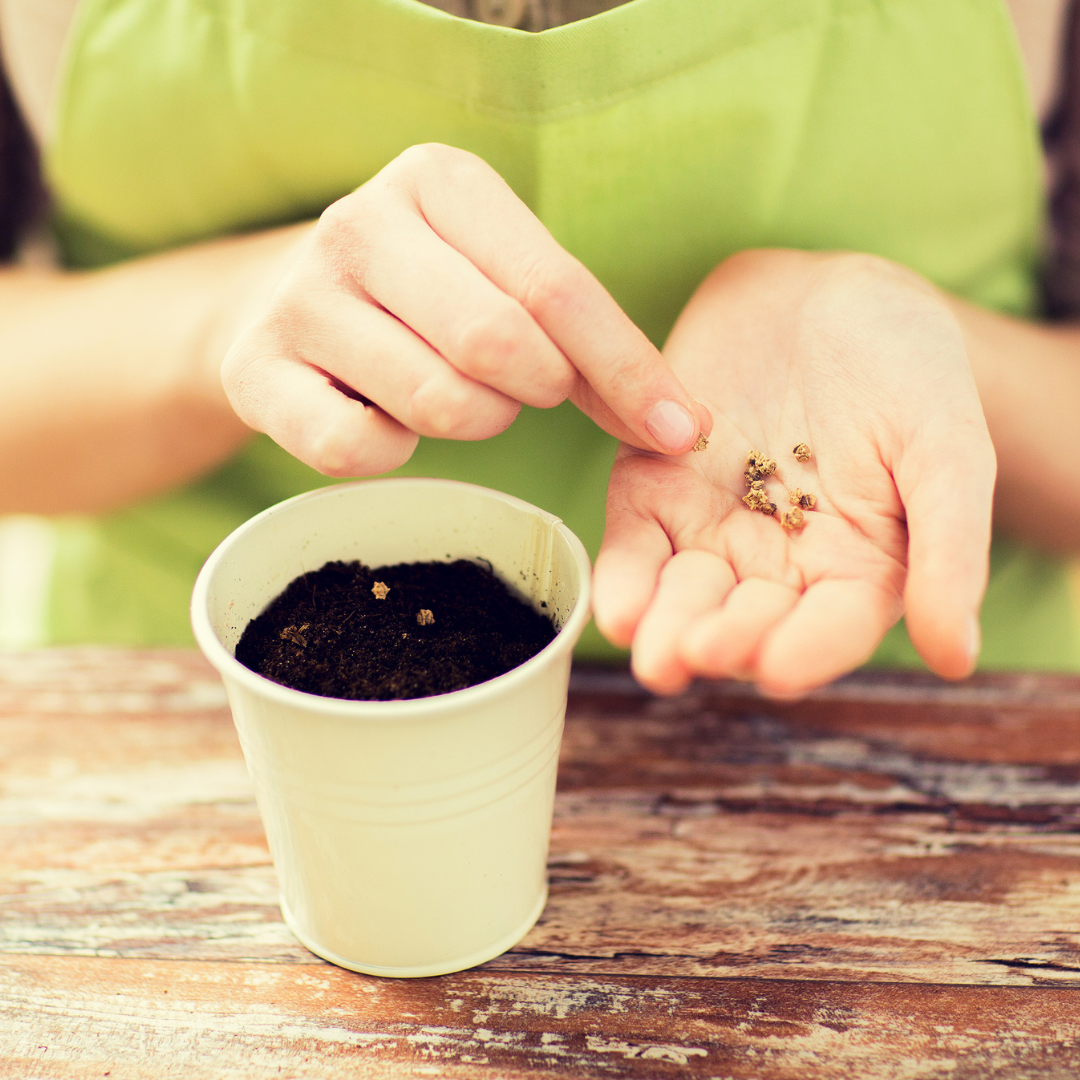 Ostara feiern:Samen säen