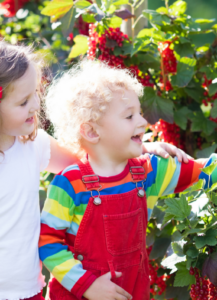  Beeren pflücken