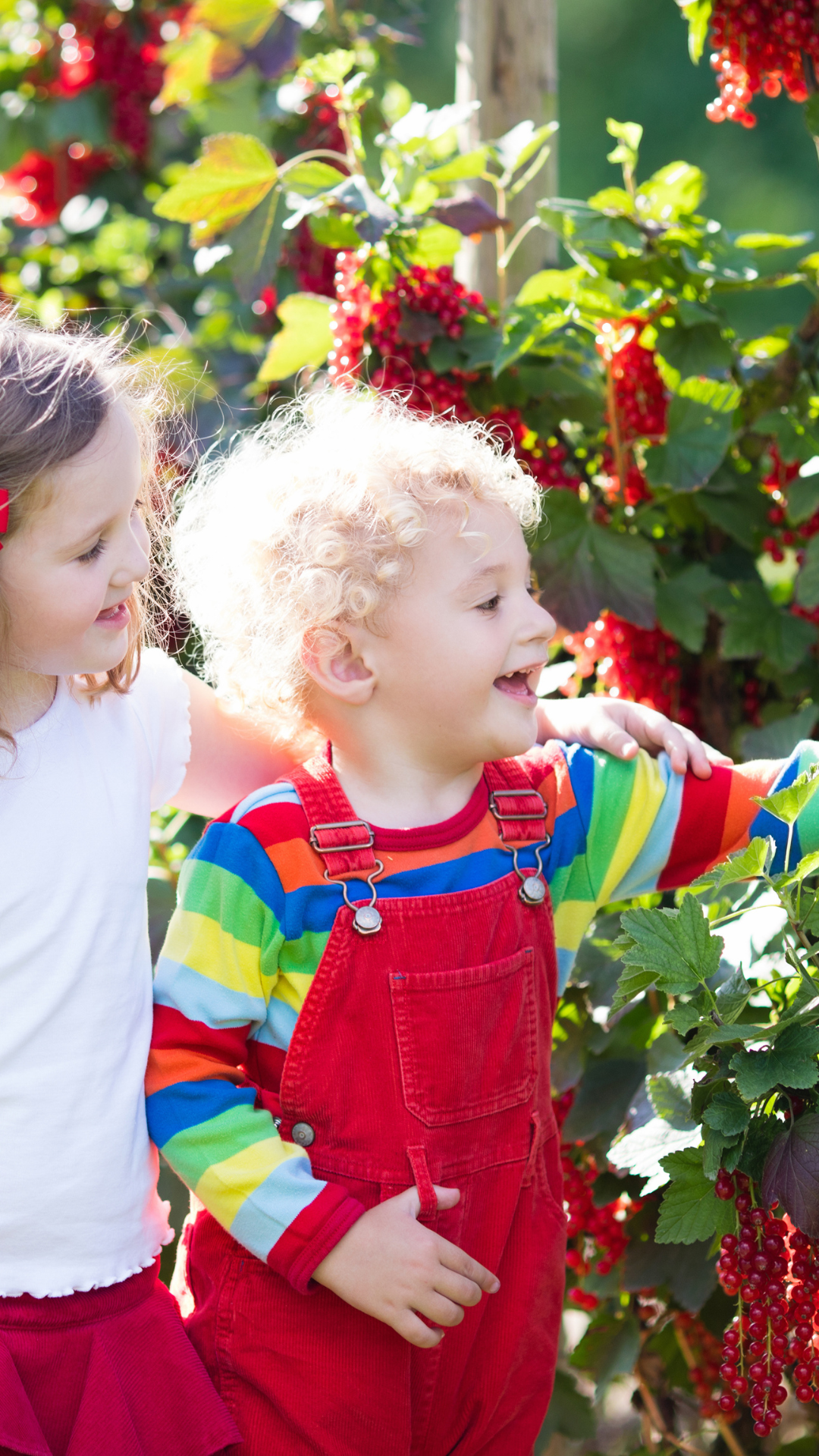  Beeren pflücken
