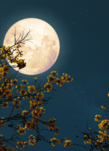 Sommerabende draußen: Vollmond