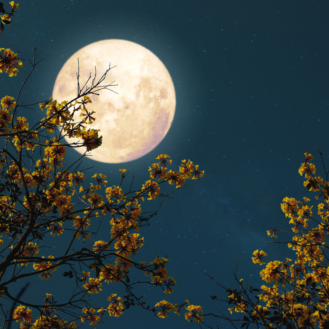 Sommerabende draußen: Vollmond