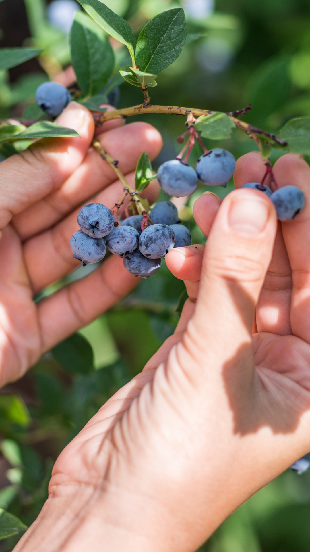  Beeren pflücken