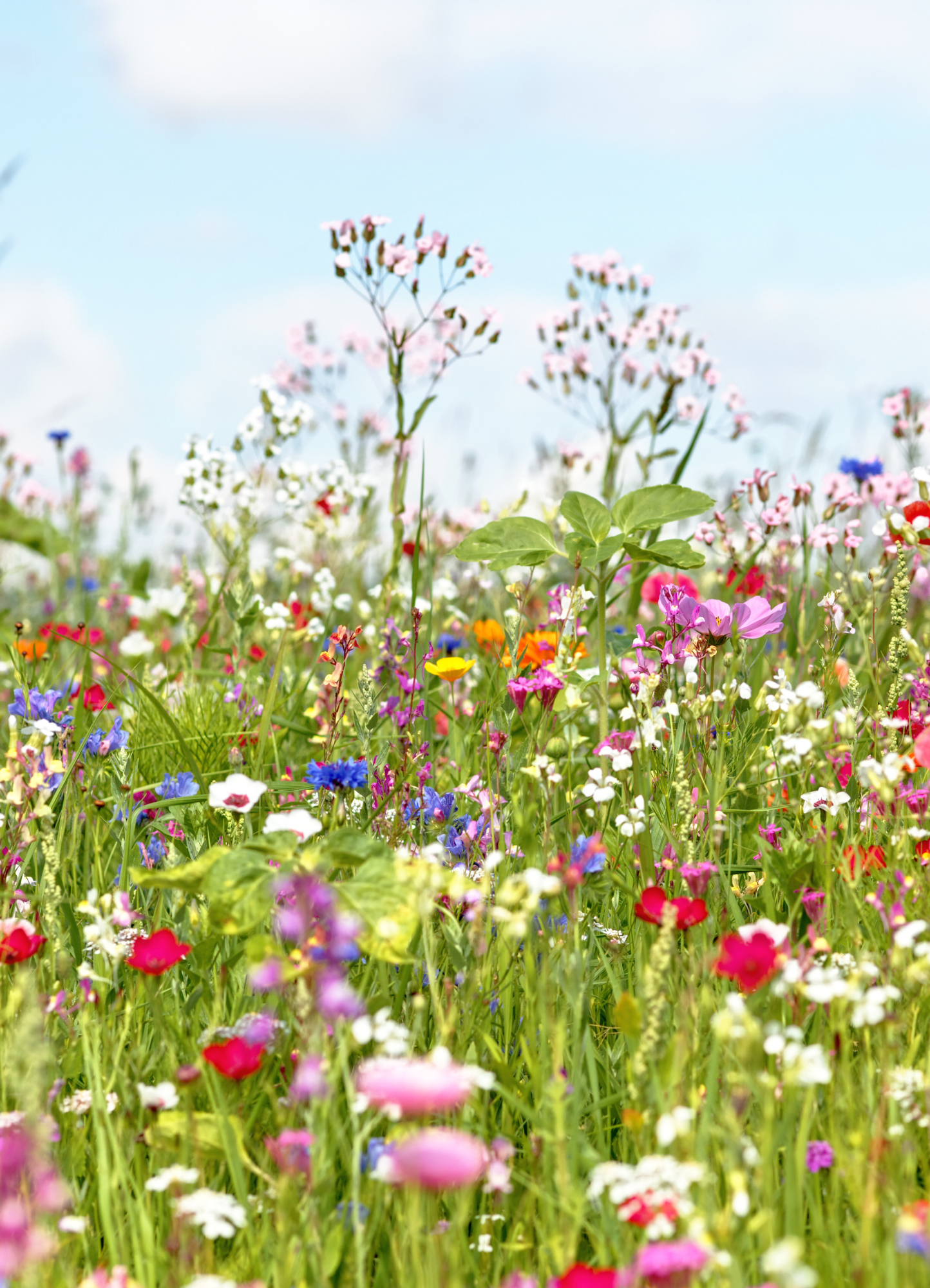 Sommerstimmung zu Hause - Sommerwiese