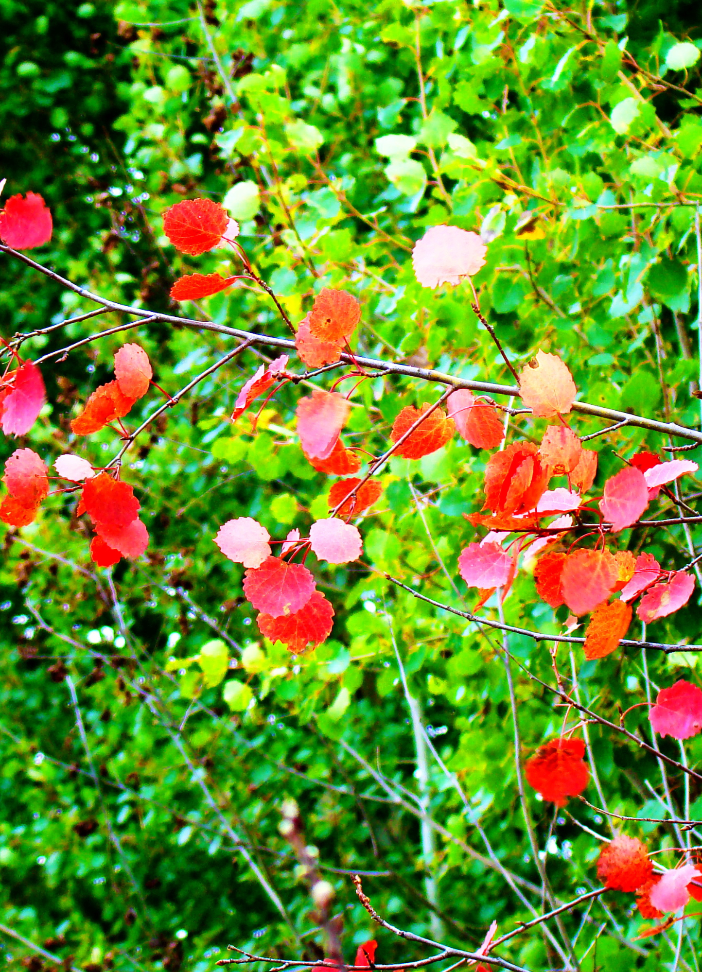 Übergang von Sommer zu Herbst