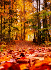 Übergang von Sommer zu Herbst: Meditation