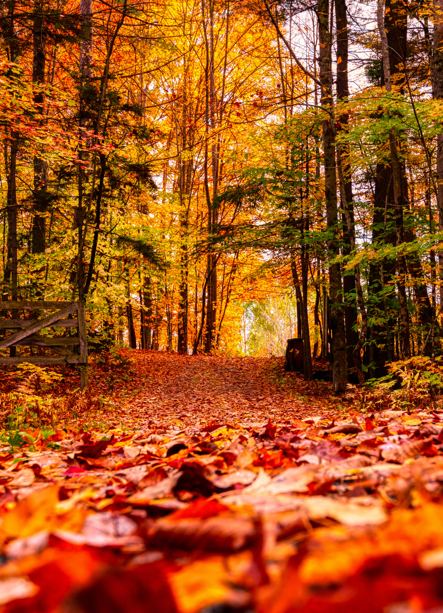 Übergang von Sommer zu Herbst: Meditation